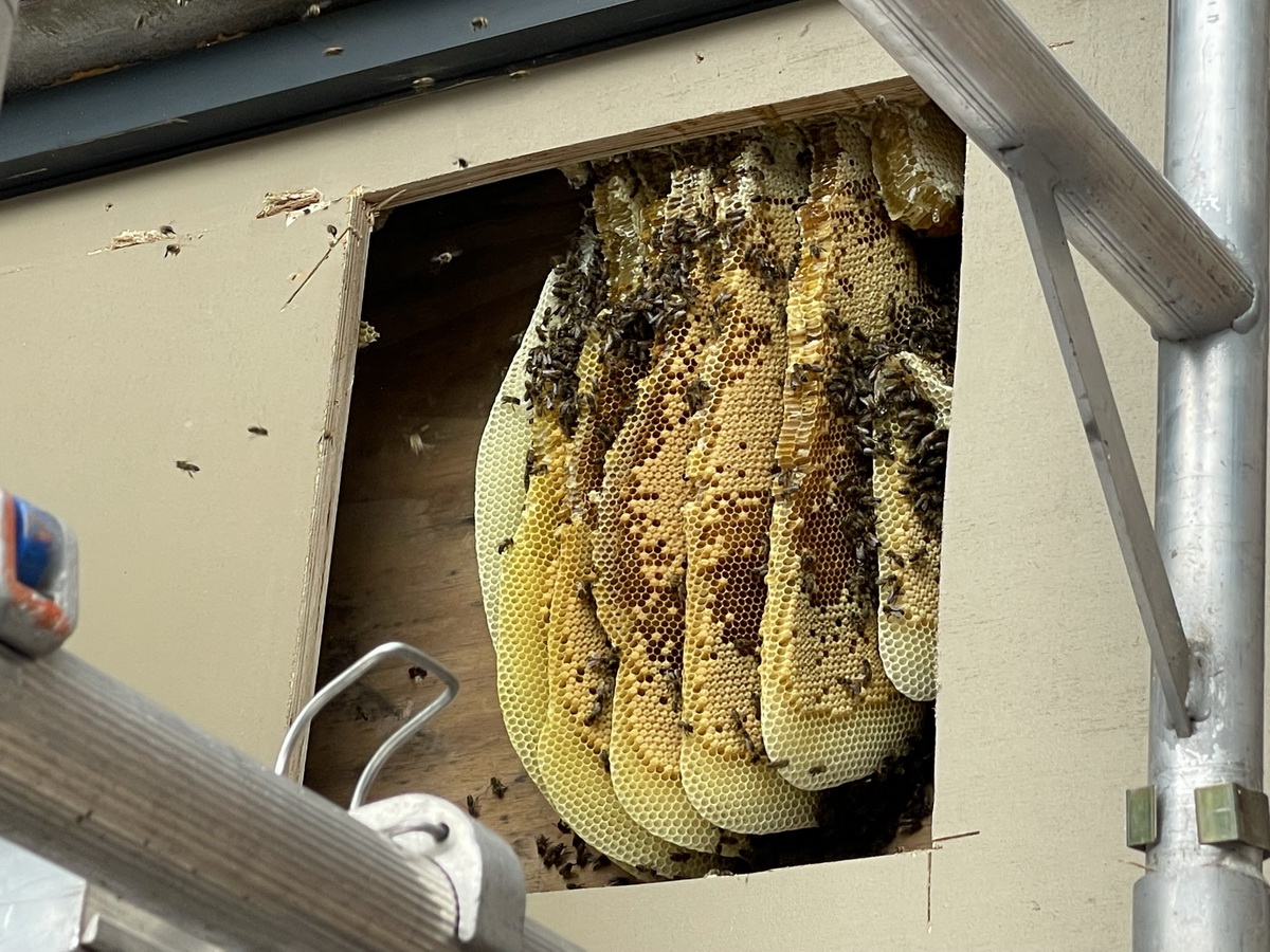 Members: Swarm Collection&nbsp;Guidelines